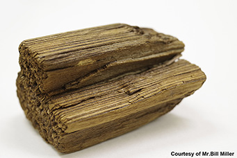 採石場で見つかった200万年前の木